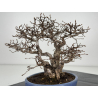 Carpinus turczaninovii  I-7739 view 5