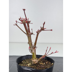 Acer palmatum deshojo I-7747 view 3