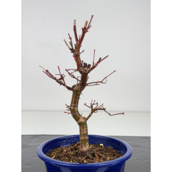 Acer palmatum deshojo I-7761 view 2