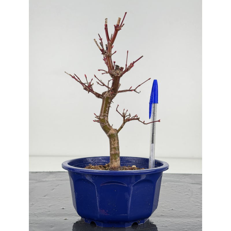 Acer palmatum deshojo I-7761 Acer palmatum deshojo I-7761