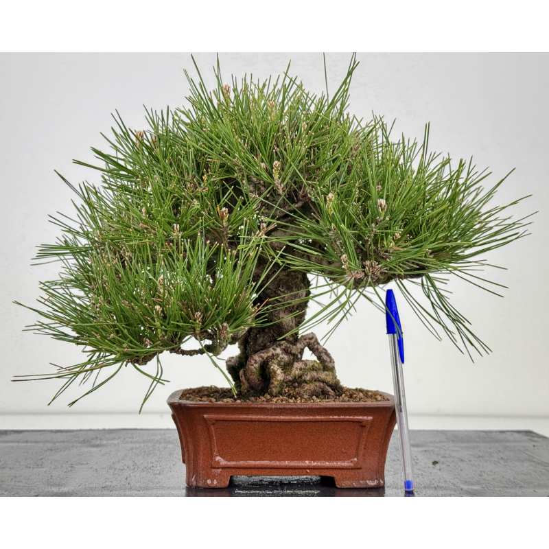 Pinus thunbergii -pino negro japonés- I-7769