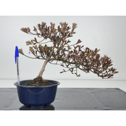 Azalea I-7775
