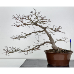 Acer palmatum yamamomiji I-7782