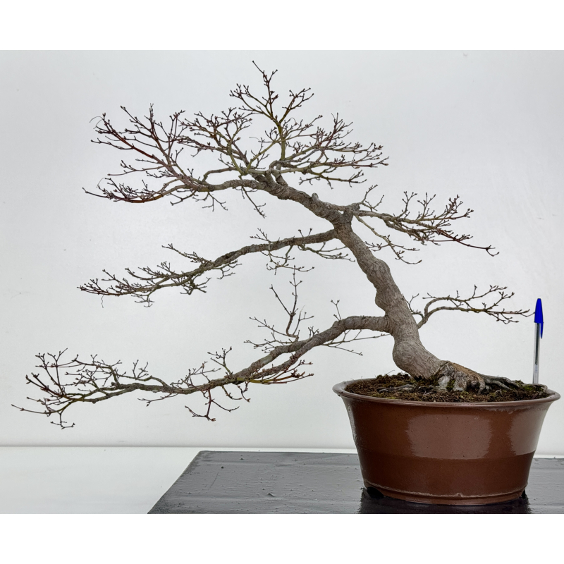 Acer palmatum yamamomiji I-7782 Acer palmatum yamamomiji I-7782