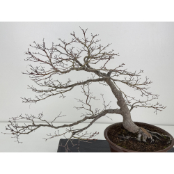 Acer palmatum yamamomiji I-7782 vista 2