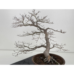 Acer palmatum yamamomiji I-7782 vista 3