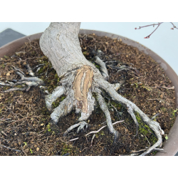 Acer palmatum yamamomiji I-7782 vista 4