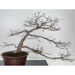 Acer palmatum yamamomiji I-7782 vista 5
