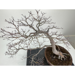 Acer palmatum yamamomiji I-7782 vista 6