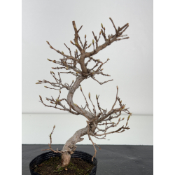 Carpinus turczaninovii -carpe coreano- I-7784 vista 2