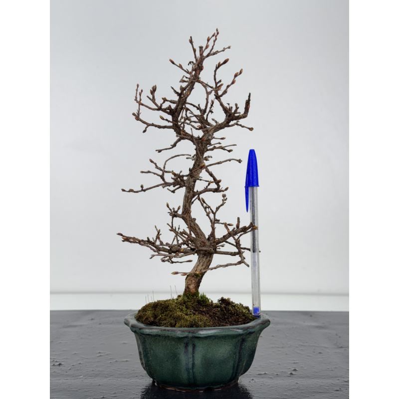 Carpinus turczaninovii  I-7785