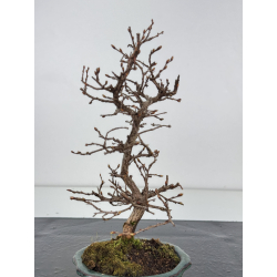Carpinus turczaninovii  I-7785 view 2