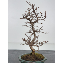 Carpinus turczaninovii  I-7785 view 3