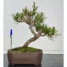 Pinus thunbergii -pino negro japonés- I-7792