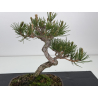 Pinus thunbergii  I-7792 view 2