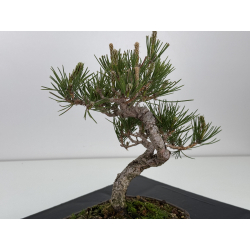 Pinus thunbergii -pino negro japonés- I-7792 vista 3