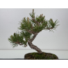 Pinus thunbergii  I-7792 view 4