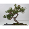 Pinus thunbergii -pino negro japonés- I-7792 vista 5