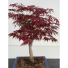 Acer palmatum oshu beni bonsái I-7793 | Laos Garden