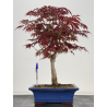 Acer palmatum oshu beni bonsái I-7793 | Laos Garden
