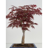 Acer palmatum oshu beni bonsái I-7793 | Laos Garden