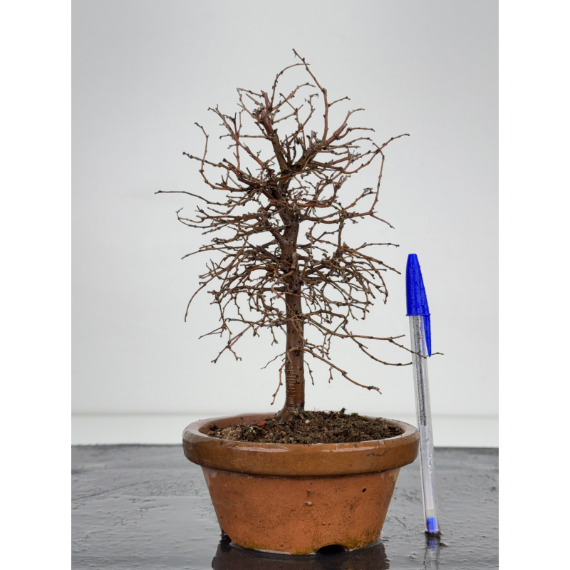 Zelkova serrata I-7802