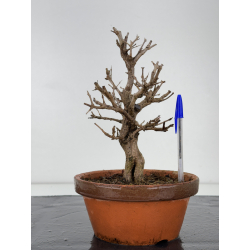 Punica granatum nejikan I-7805