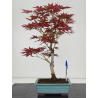 Acer palmatum yugure I-7808