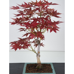 Acer palmatum yugure I-7808 view 2