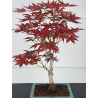 Acer palmatum yugure I-7808 vista 2
