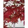 Acer palmatum yugure I-7808 vista 3