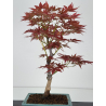 Acer palmatum yugure I-7808 vista 4