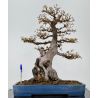 Acer buergerianum I-7809