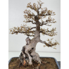 Acer buergerianum I-7809 view 2