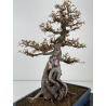 Acer buergerianum I-7809 view 3