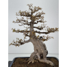 Acer buergerianum I-7809 view 4