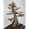 Acer buergerianum I-7809 view 5