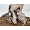 Acer buergerianum I-7809 view 6