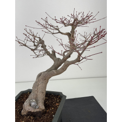 Acer palmatum katsura I-7810 view 2