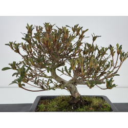 Azalea Kotengu I-7811 view 3