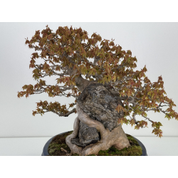 Acer buergerianum I-7798 KOKUFU view 6