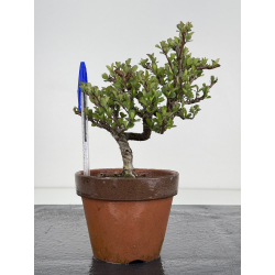 Chaenomeles chojubai I-7814