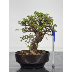 Zelkova nire I-7817