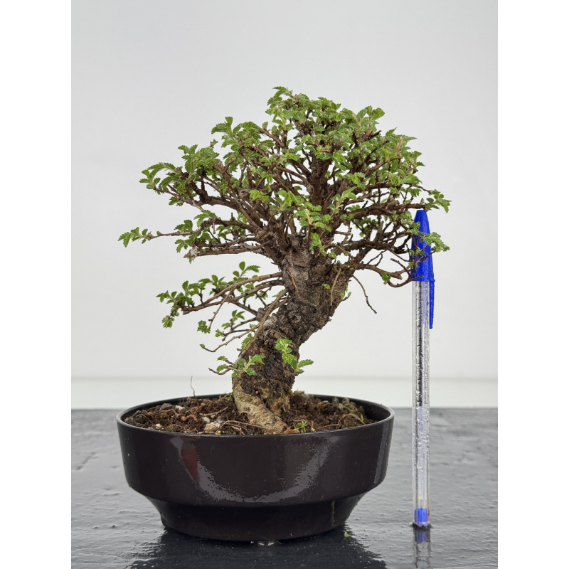 Zelkova nire I-7817