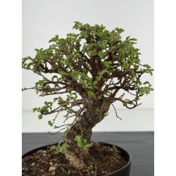 Zelkova nire I-7817 vista 2