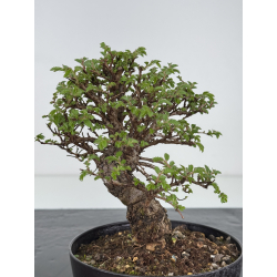 Zelkova nire I-7817 vista 3