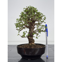 Zelkova nire I-7818