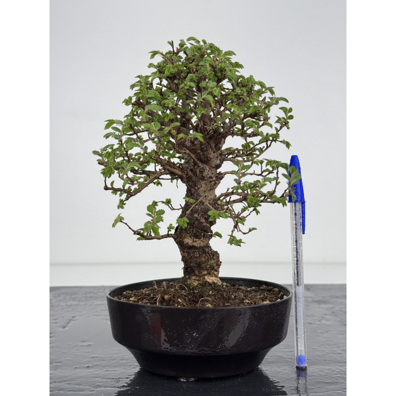Zelkova nire I-7818