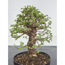 Zelkova nire I-7818 vista 2