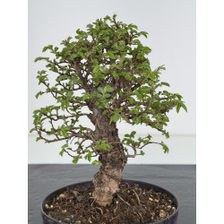 Zelkova nire I-7818 vista 3
